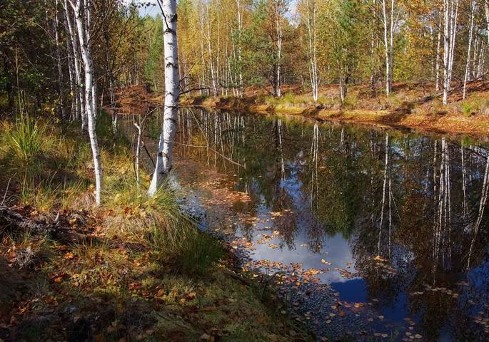 Керженский лес
