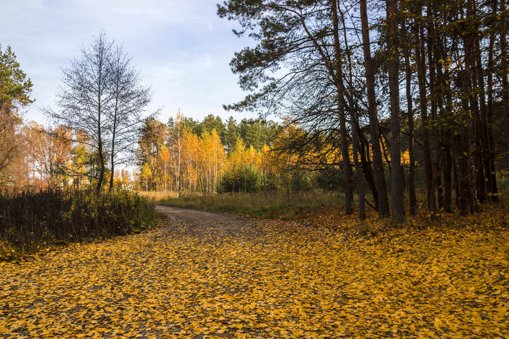 золото осени