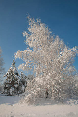 Реверанс