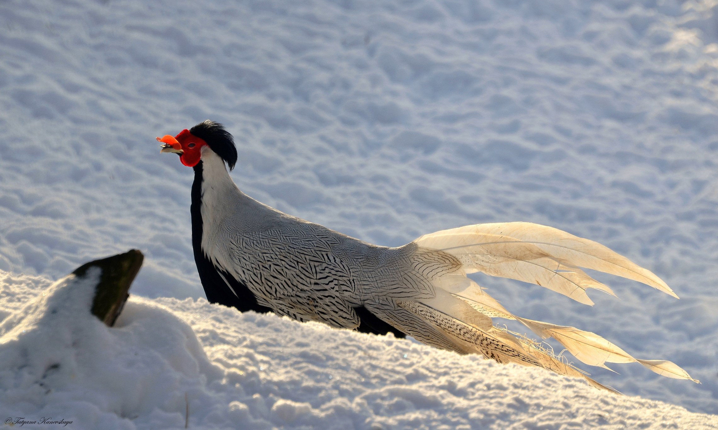Бежал фазан по снегу