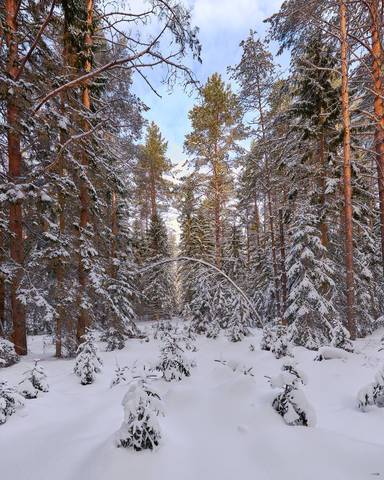 Лесными тропами.