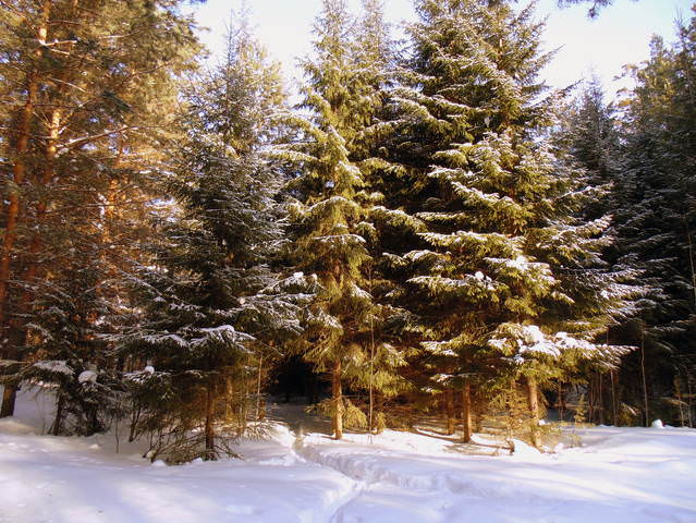 Бердский ельник.