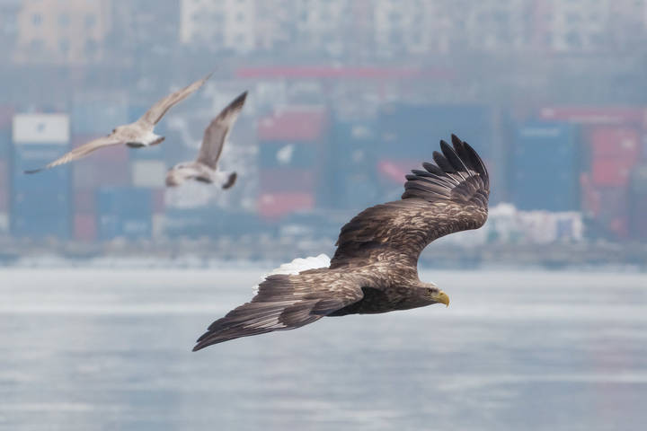 Полет