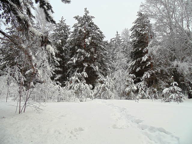 Снежный февраль .
