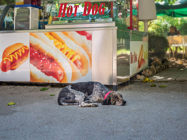 Hot Dog