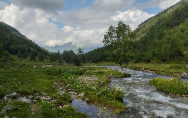 ... берёза у реки.