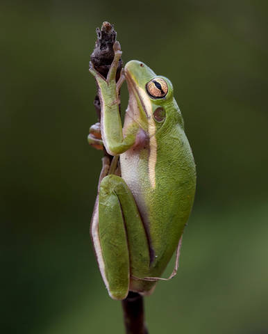 Frog. Зеленая североамериканская квакша