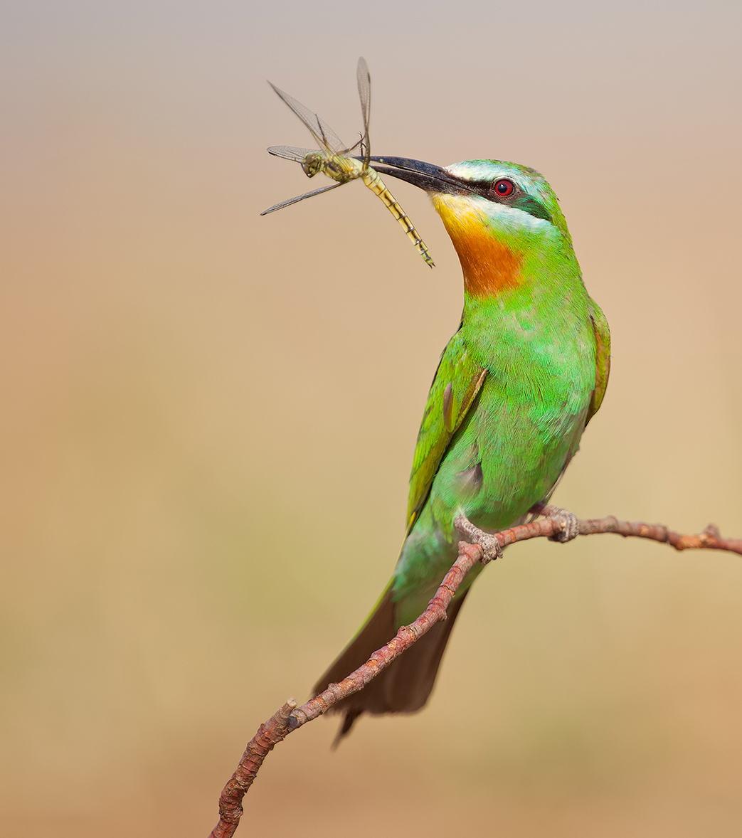 Зелёная щурка - Blue-cheeked Bee-eater