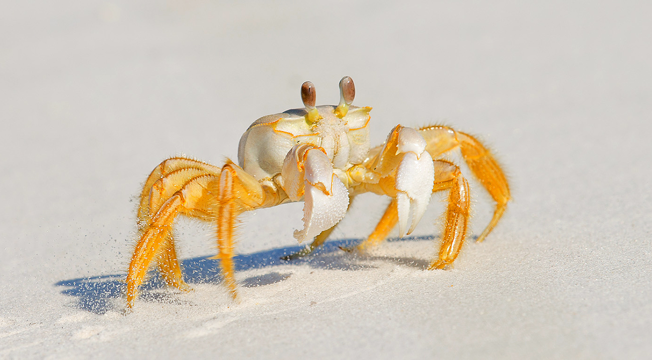 Краб - призрак - Ghost crab