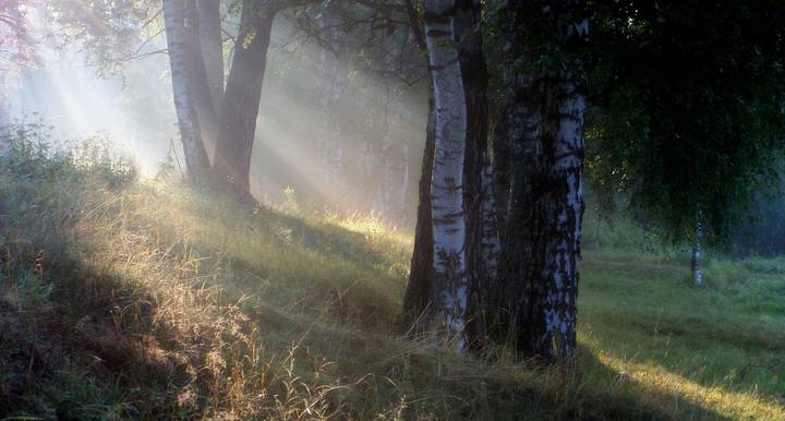 В утреннем свете..........