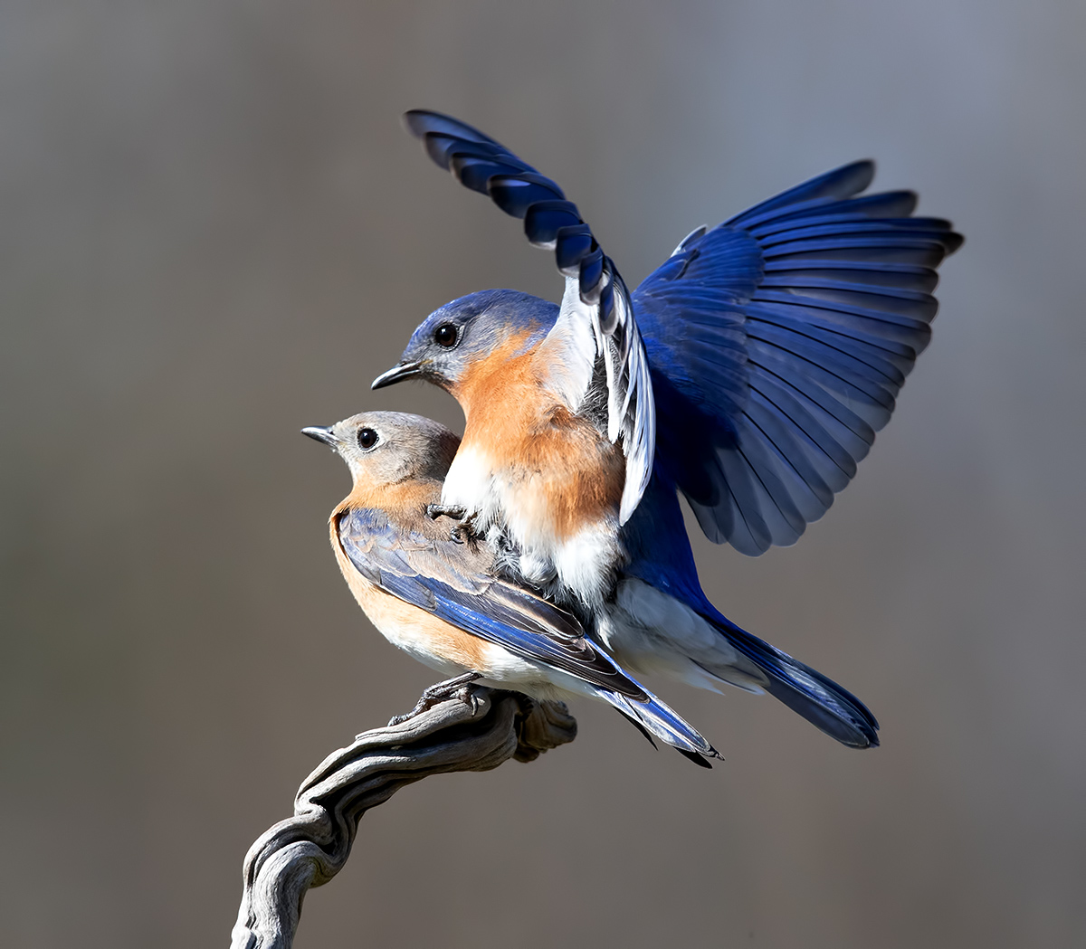 Пара Восточная сиалия - Couple Eastern Bluebirds 