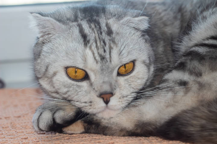 Моня