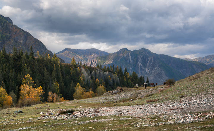 С лошадками