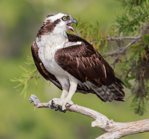 Скопа - Osprey