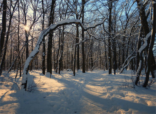 по тропинкам зимнего леса