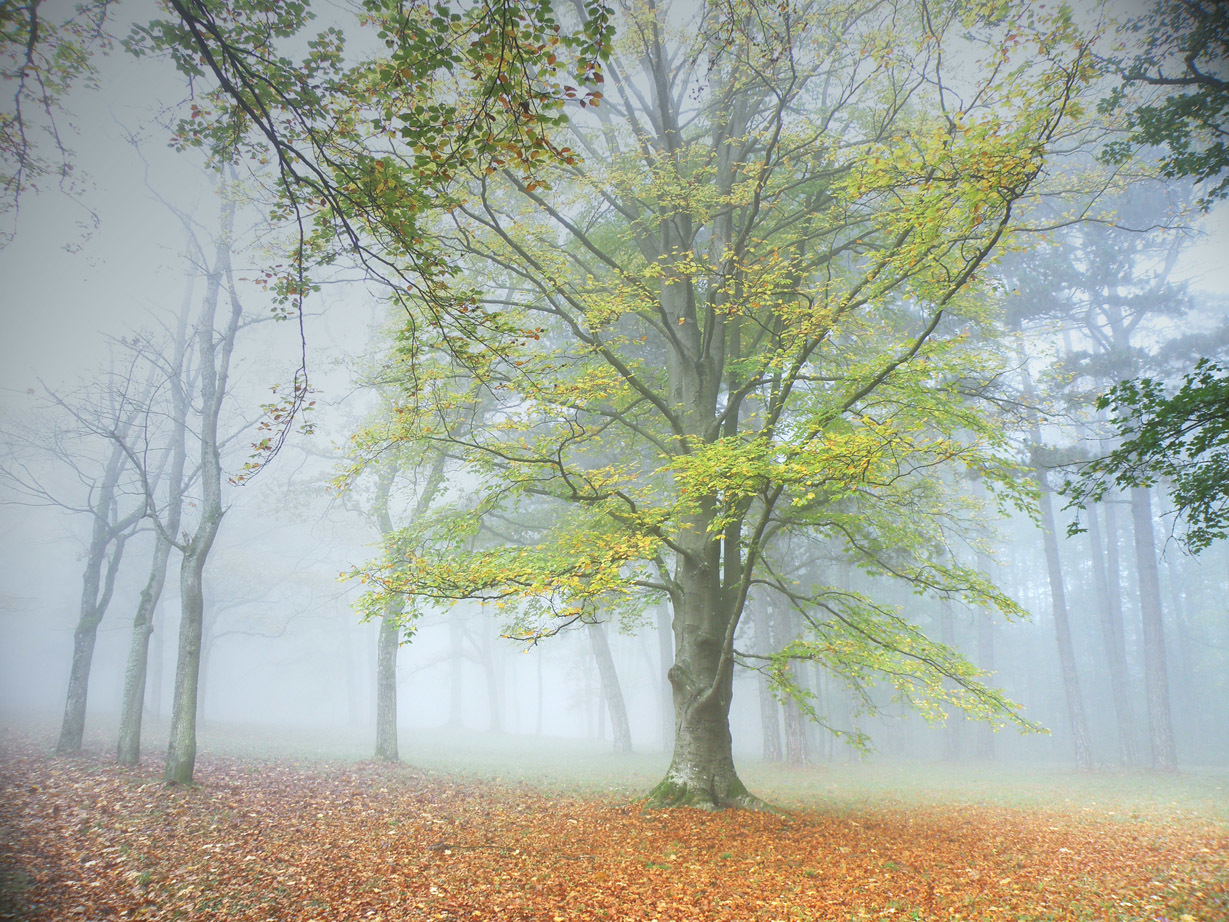 осень, туман, листопад