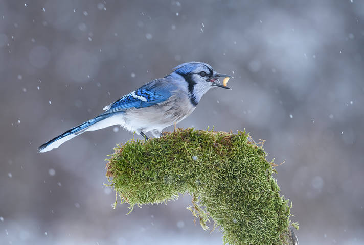 Blue jay