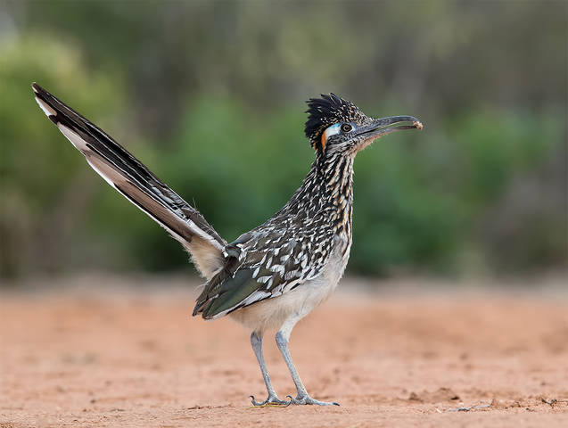 Greater Roadrunner - Калифорнийская земляная кукушка.