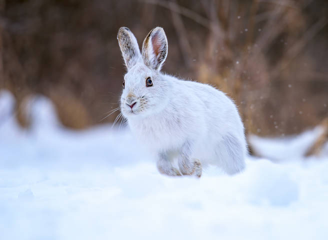 Snowshoe hare
