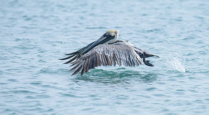  Brown Pelican