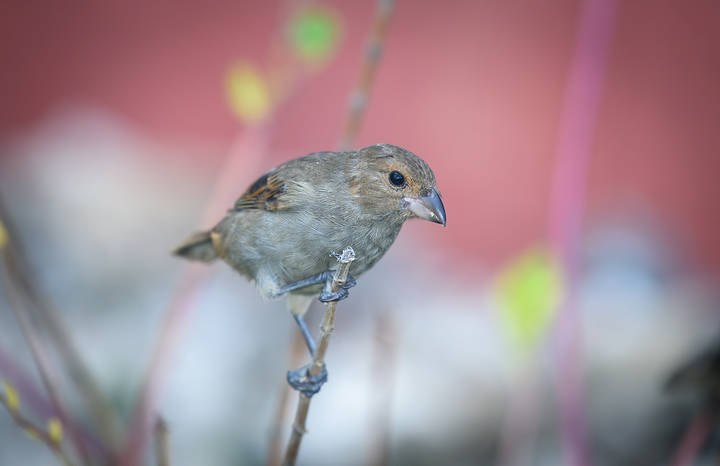 Lesser Antillean Bullfinch (female)