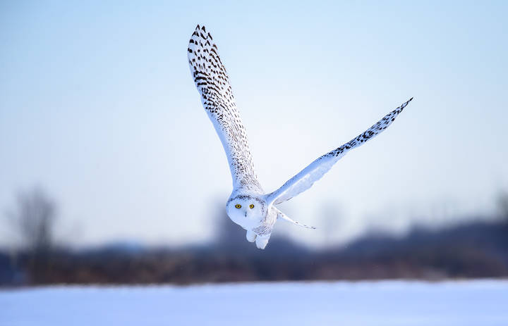 Snowy owl (Bubo scandiacus)-female