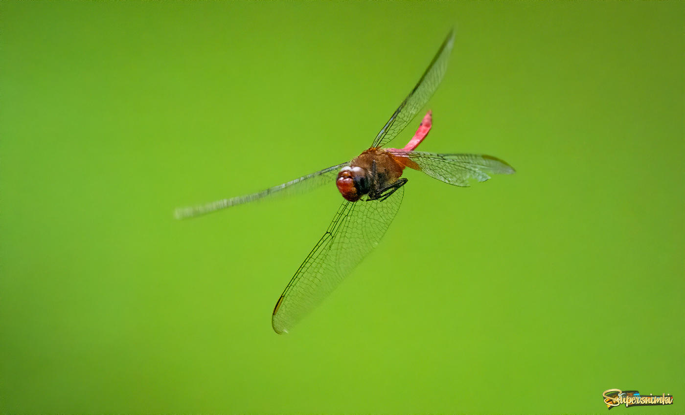 Red Dragonfly 