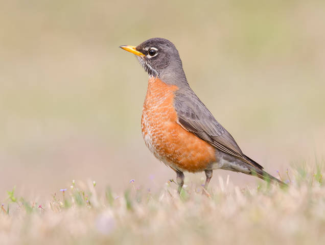 Странствующий Дрозд - American Robin
