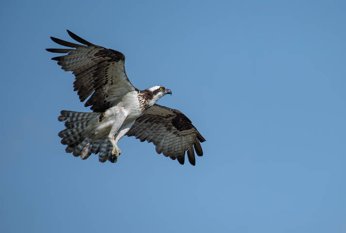  Osprey~ Скопа