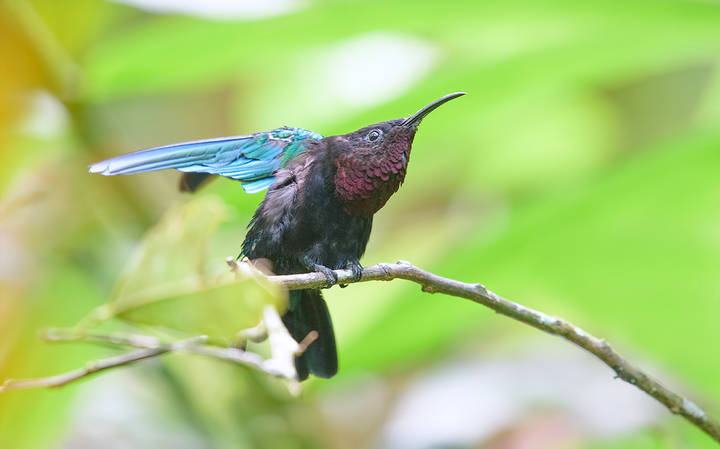 Purple-throated carib