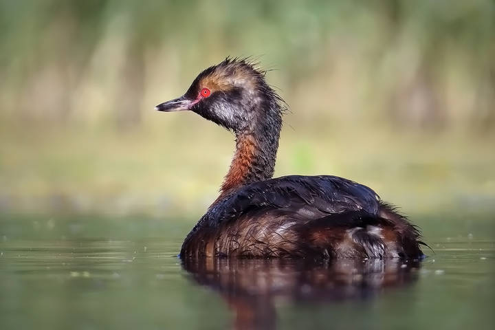 Красношейная поганка