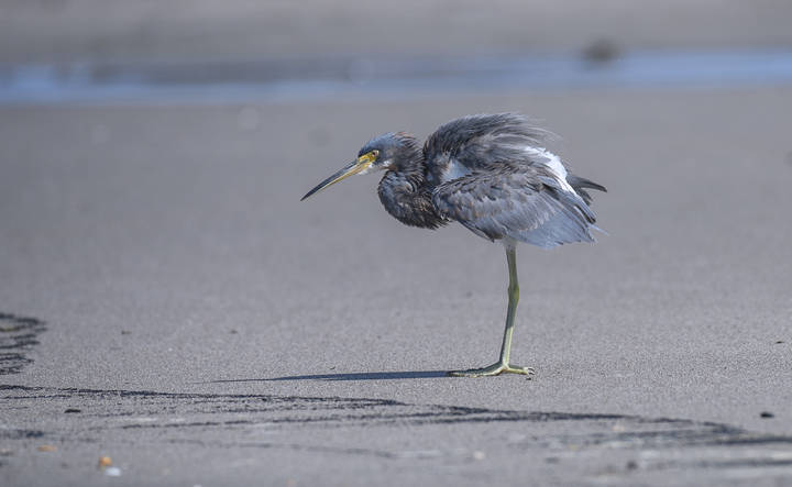 Tricolored heron~Трёхцветная цапля