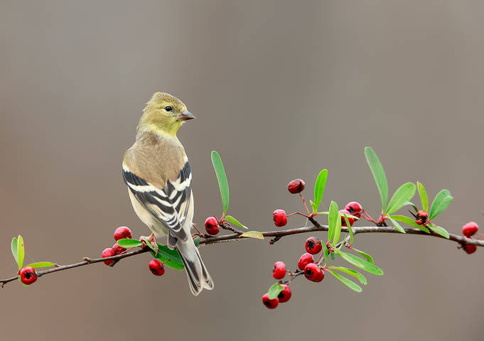  Cамка Американский чиж -American Goldfinch 