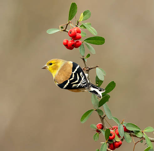 American Goldfinch - Американский чиж