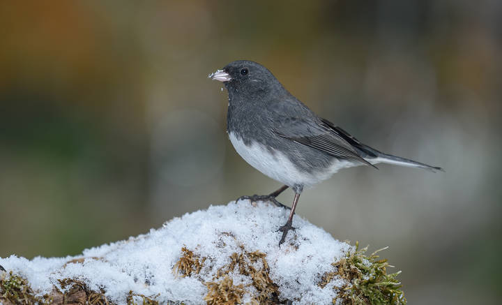 Dark-eyed junco