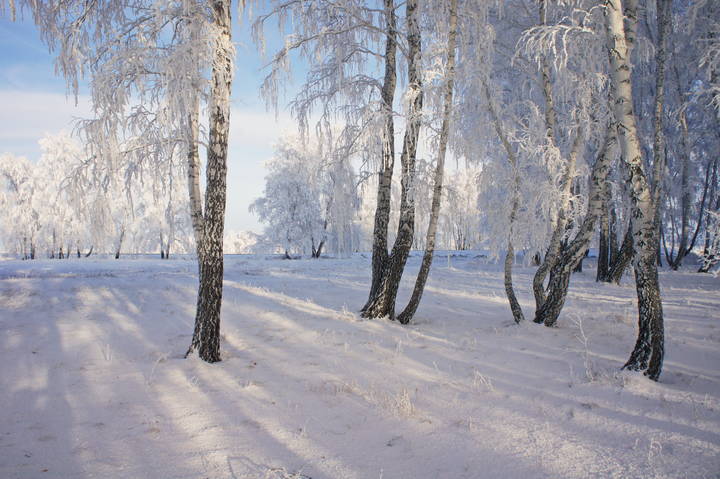 В зимнем колке.
