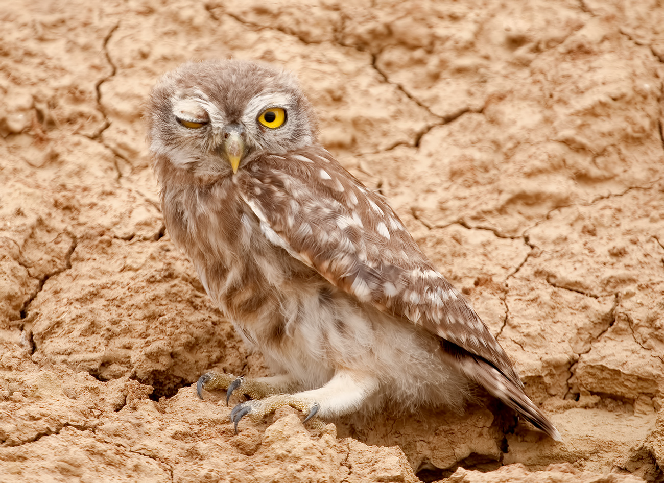 Домовый сыч - Little Owl