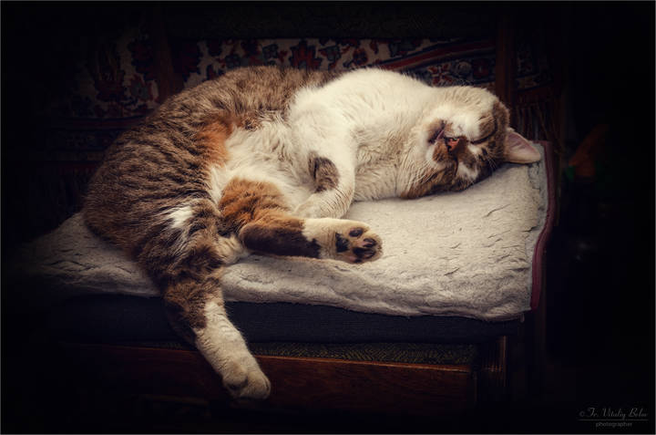 Жизнь котейки удалась