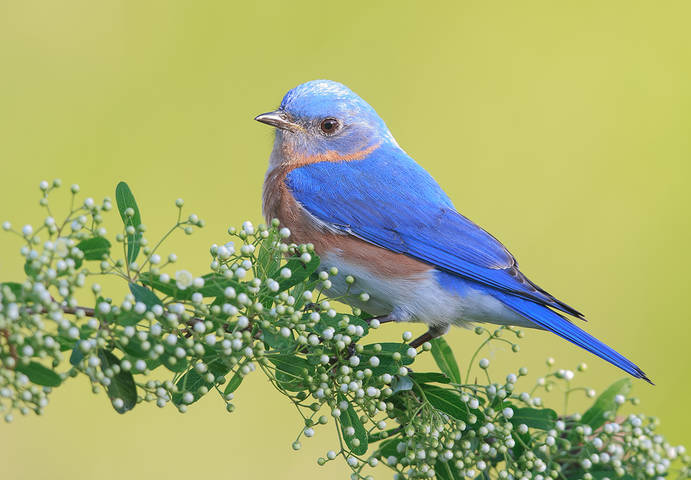 Восточная сиалия cамец - Eastern Bluebird
