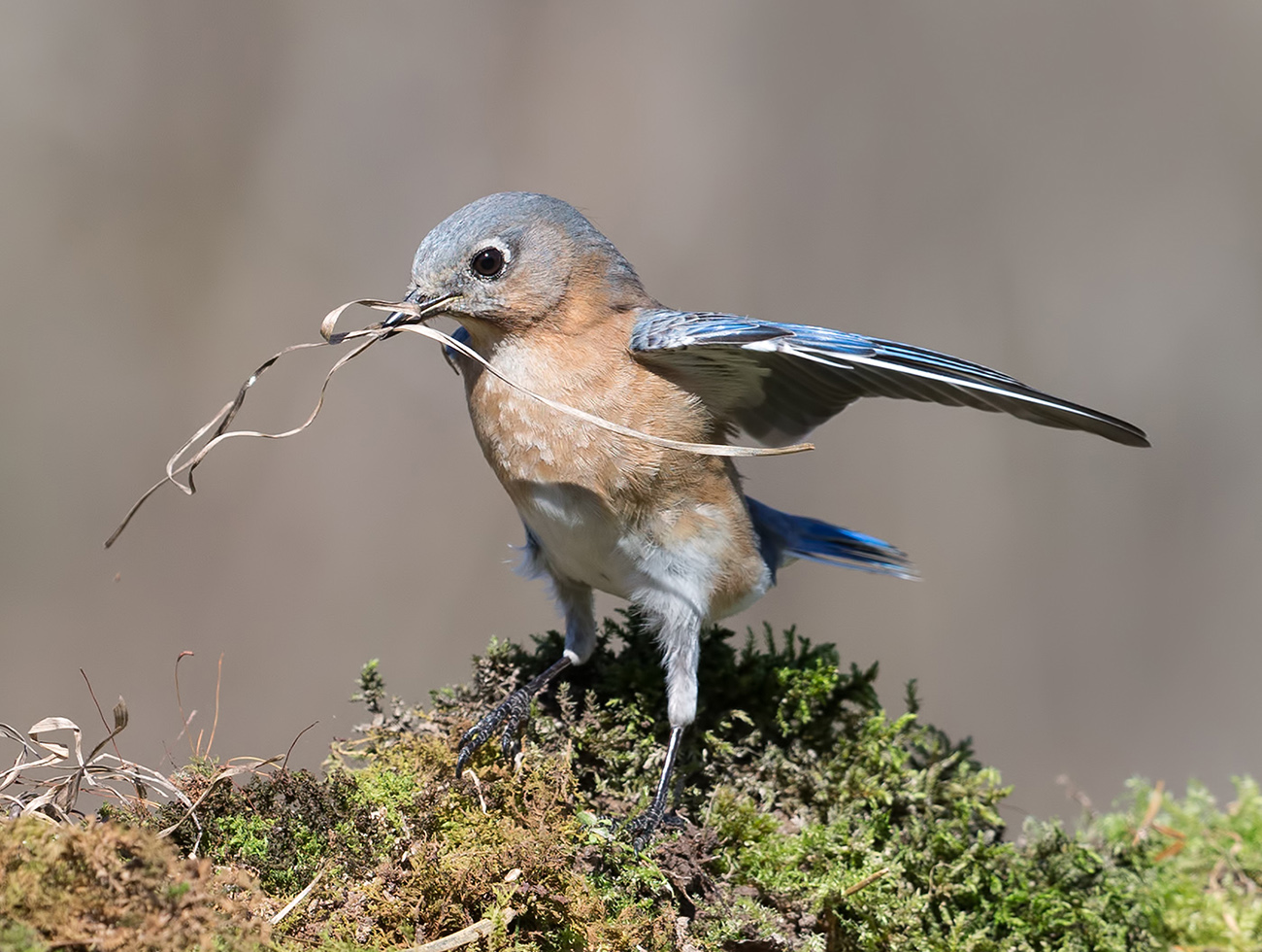 Восточная сиалия (Eastern Bluebirds) со стройматериалом для гнезда. Весенние хлопоты.