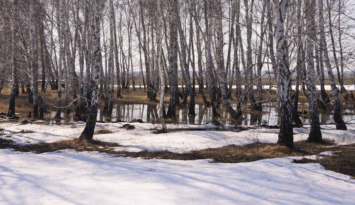 Весна в колке.