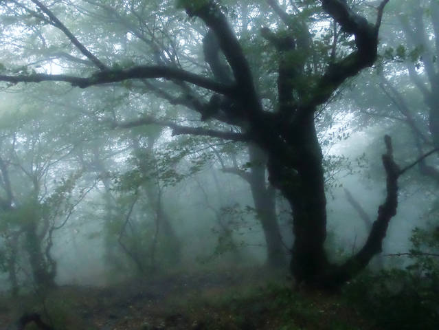 Сказки горного леса...........
