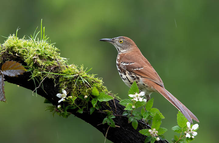 Коричневый пересмешник -Brown Thrasher