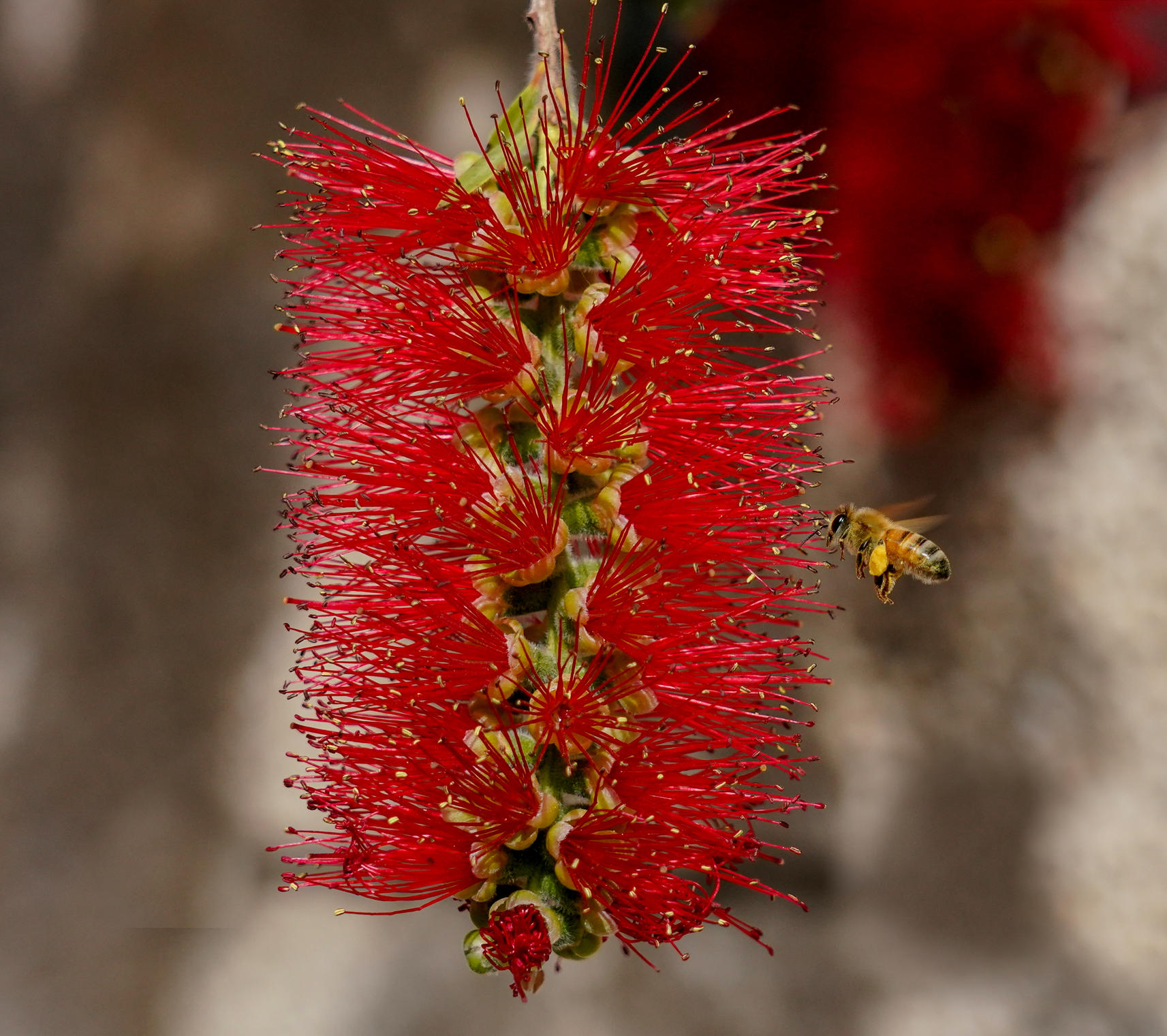 Каллистемон и пчёлка
