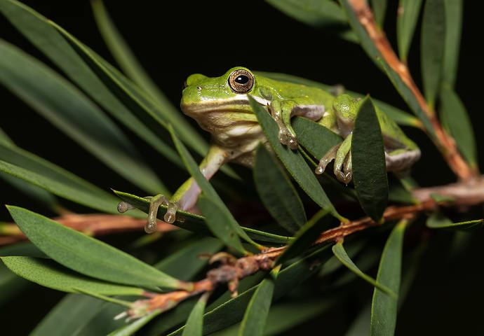 Frog. Зеленая североамериканская квакша