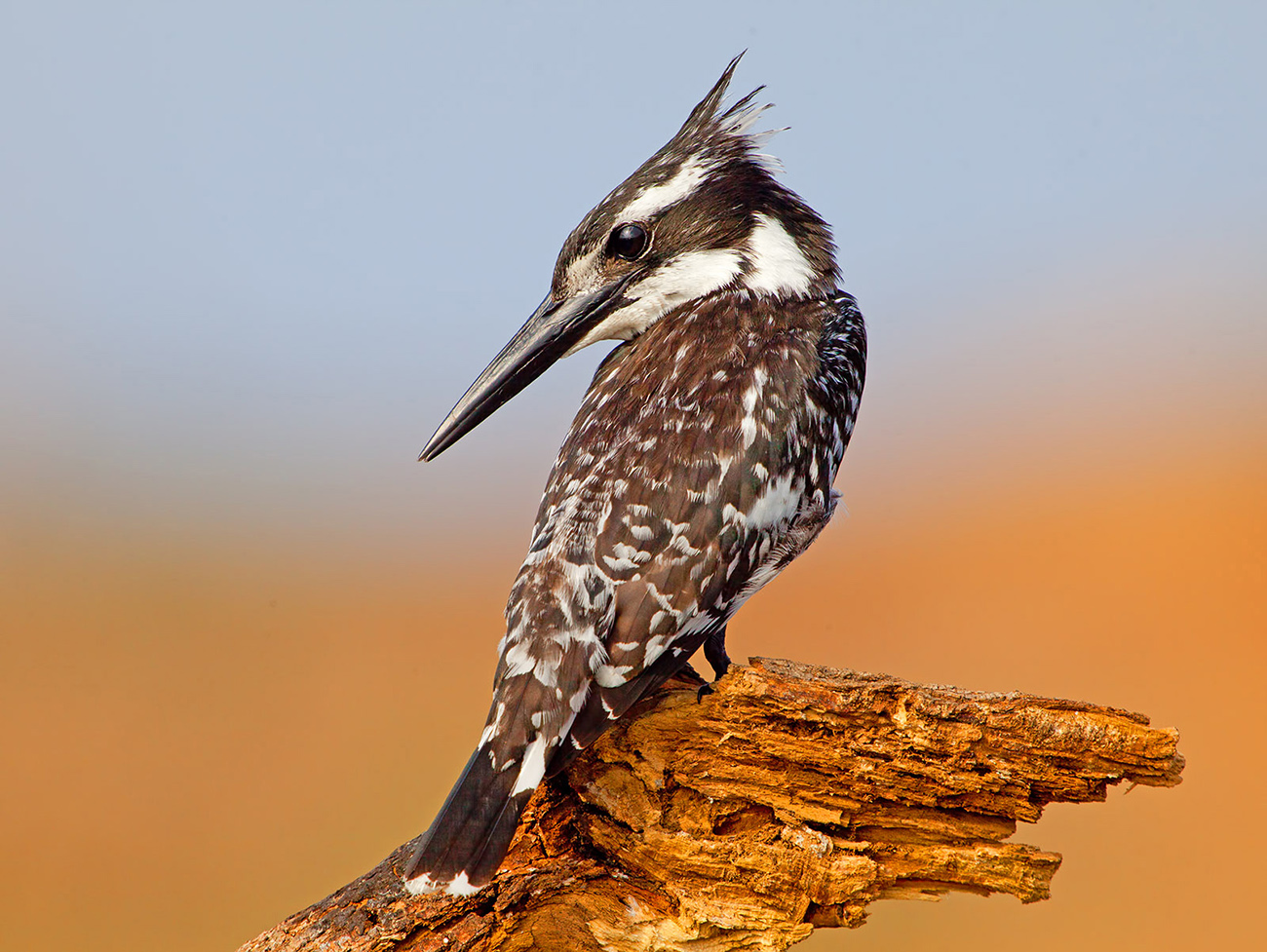 Малый пегий зимородок - Pied Kingfisher