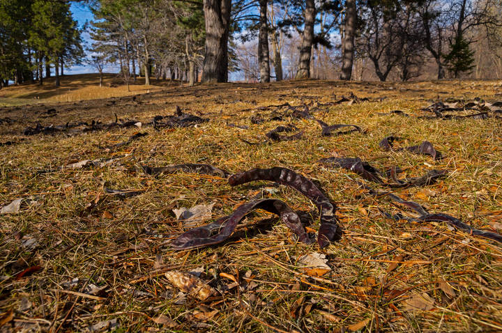 Пересменка