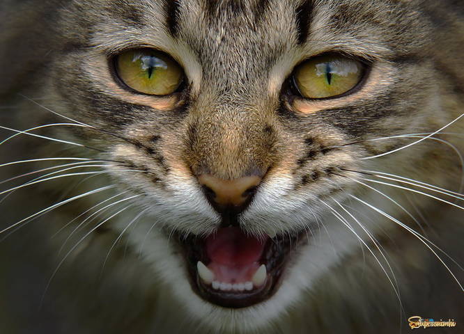 котик