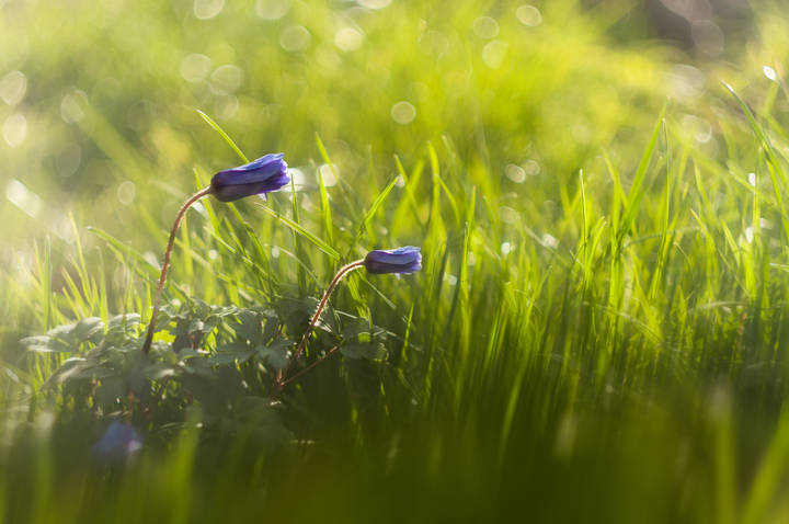 Anemone