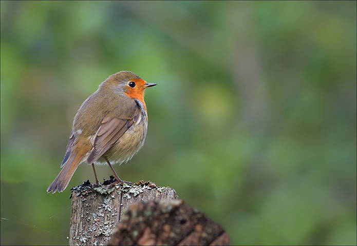 Robin